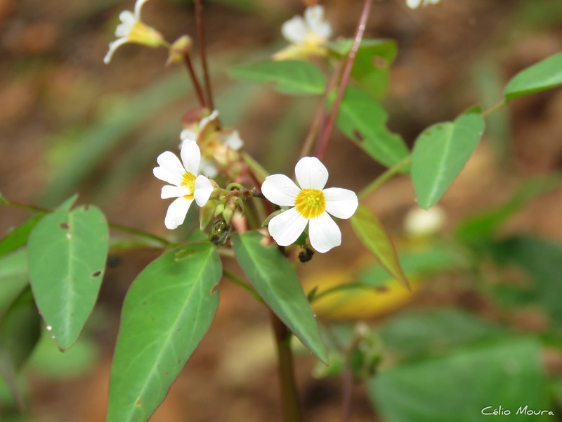 Oxalis cratensis photo 6