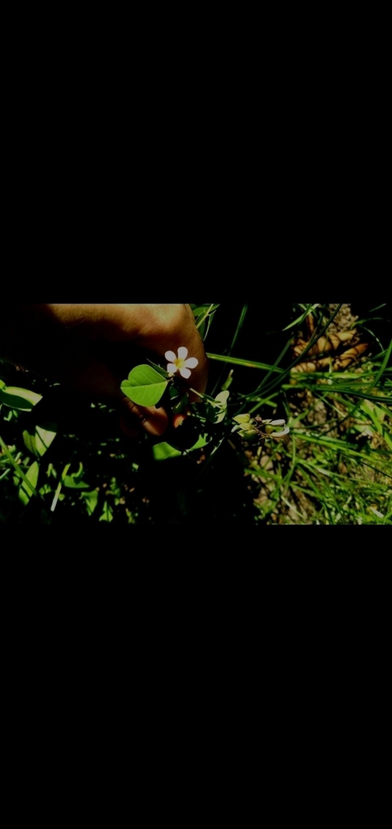 Oxalis cratensis photo 7