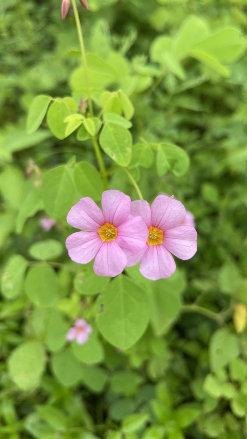 Oxalis cratensis photo 8