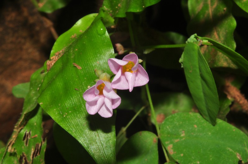 Oxalis cratensis var. cratensis