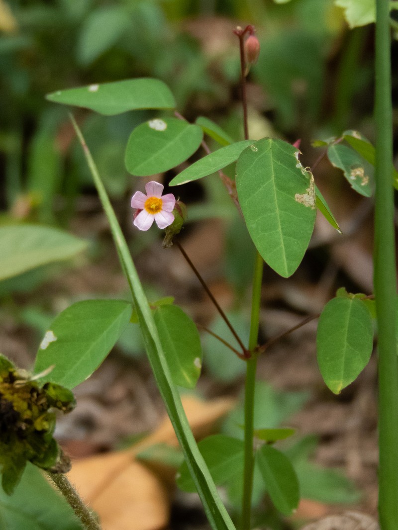 Oxalis cratensis var. cratensis photo 2