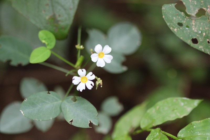 Oxalis cratensis var. cratensis photo 3