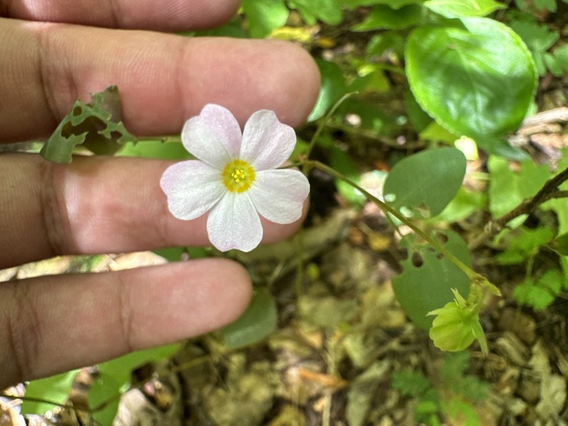 Oxalis cratensis var. cratensis photo 4