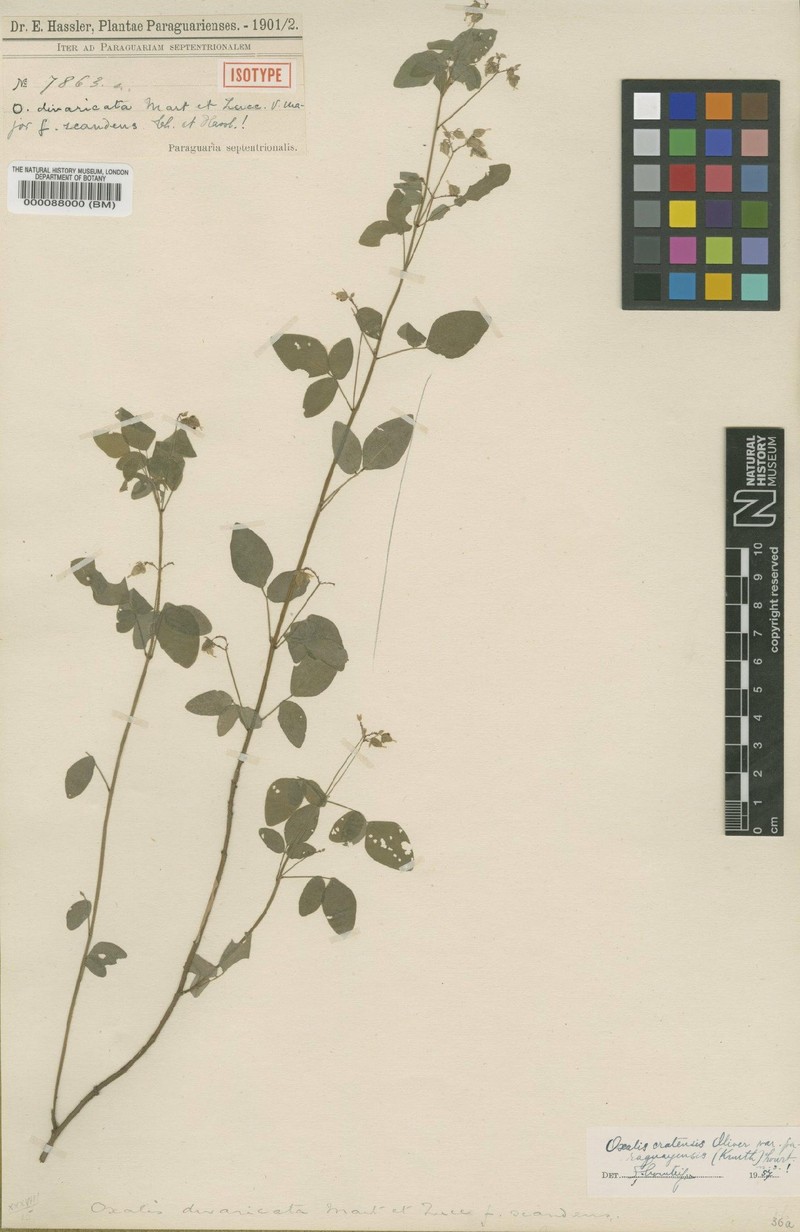 Oxalis cratensis var. paraguayensis