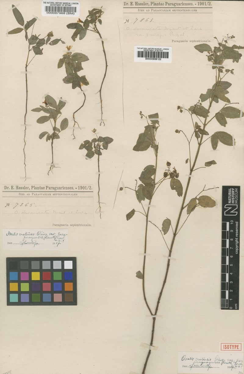Oxalis cratensis var. paraguayensis photo 2