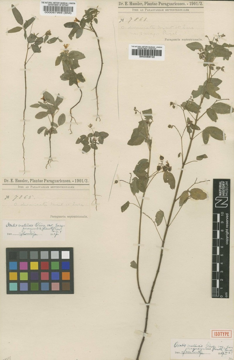 Oxalis cratensis var. paraguayensis photo 3