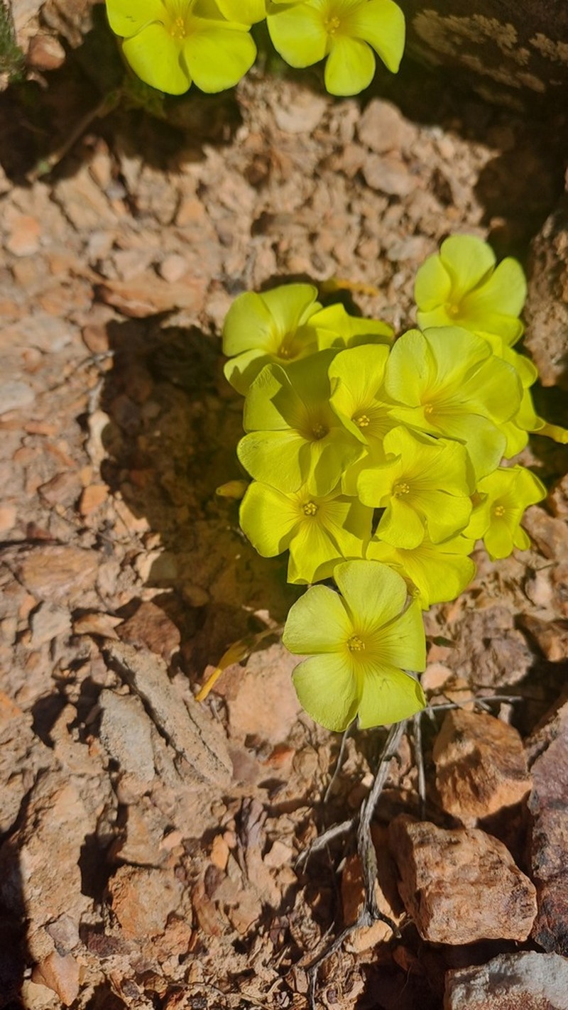 Oxalis crocea