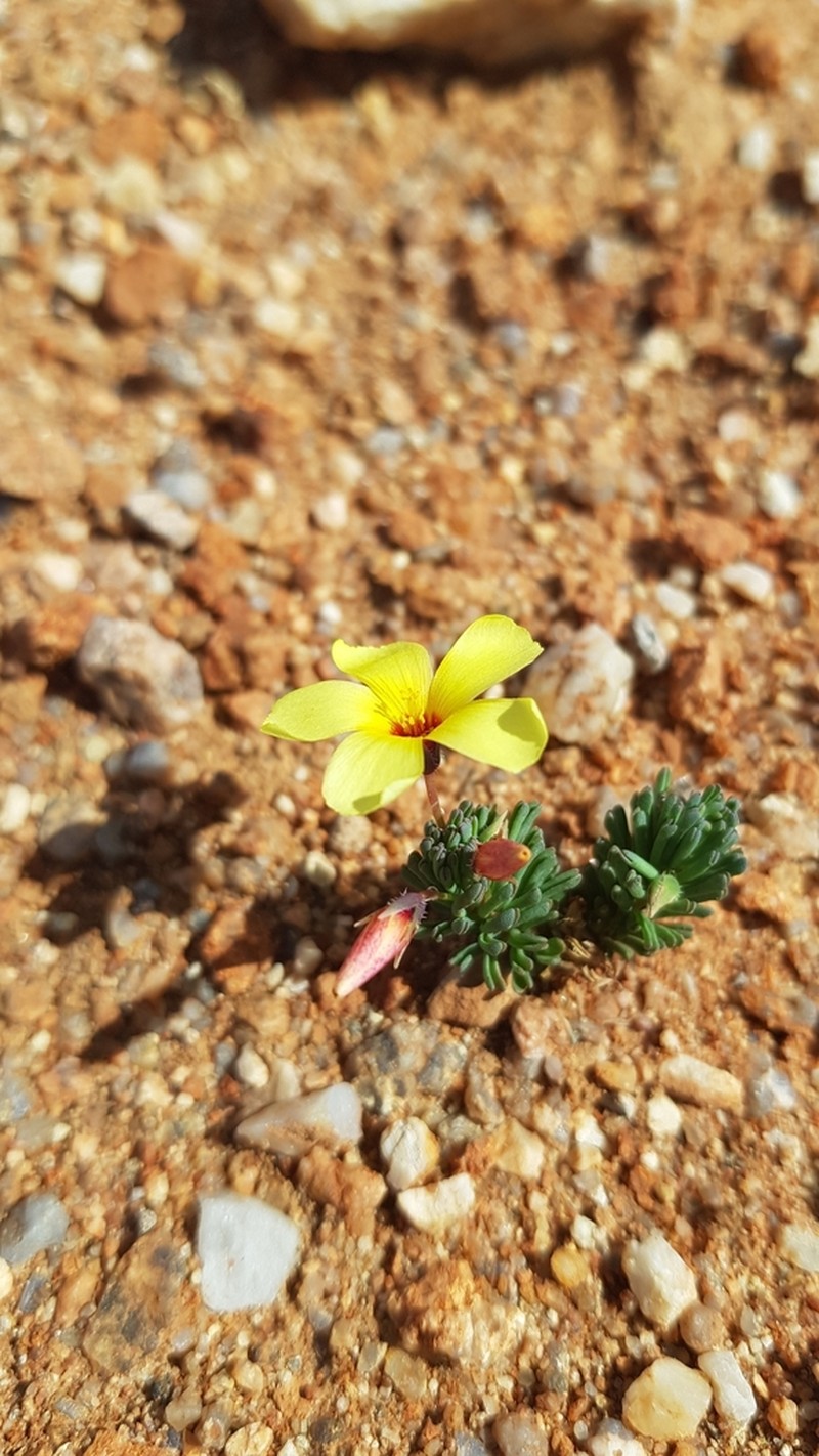 Oxalis crocea photo 2