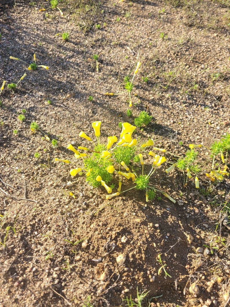 Oxalis crocea photo 3
