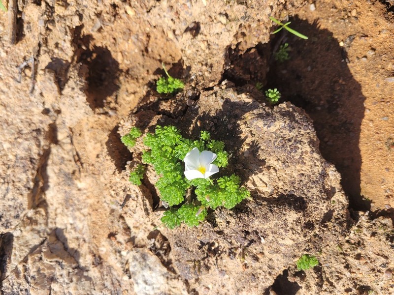 Oxalis crocea photo 4
