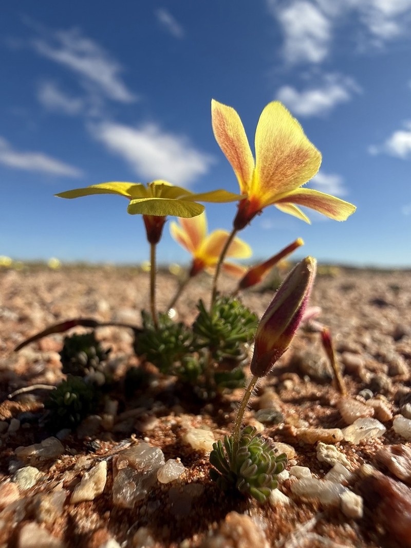 Oxalis crocea photo 5