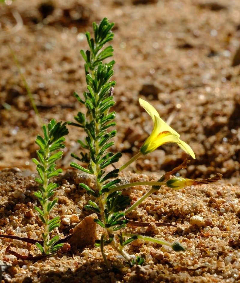 Oxalis crocea photo 6