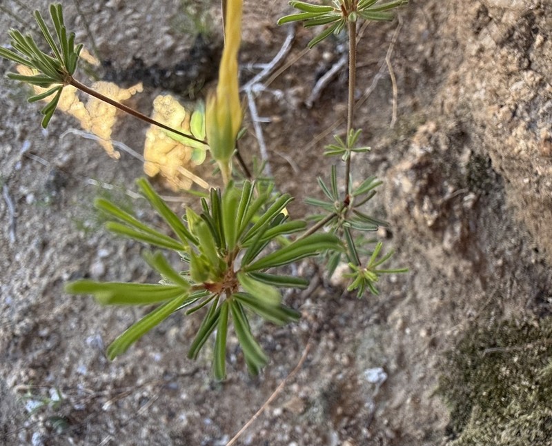 Oxalis crocea photo 8