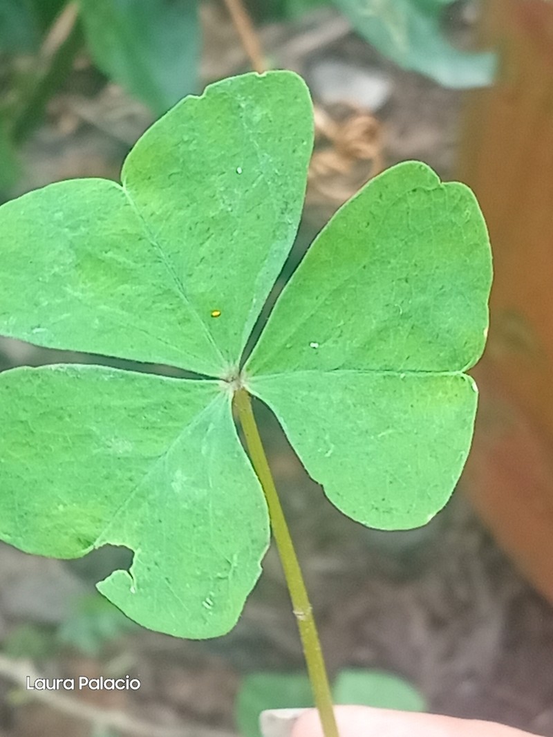 Oxalis cuatrecasasii