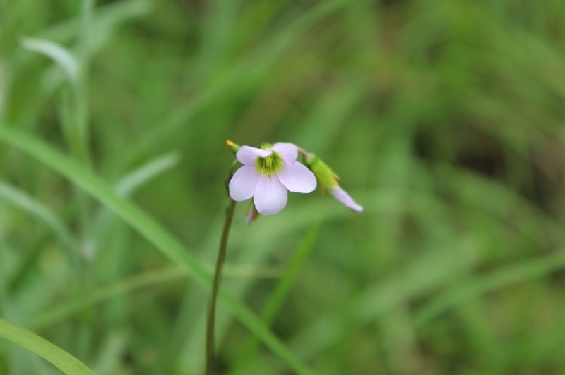 Oxalis cuatrecasasii photo 2