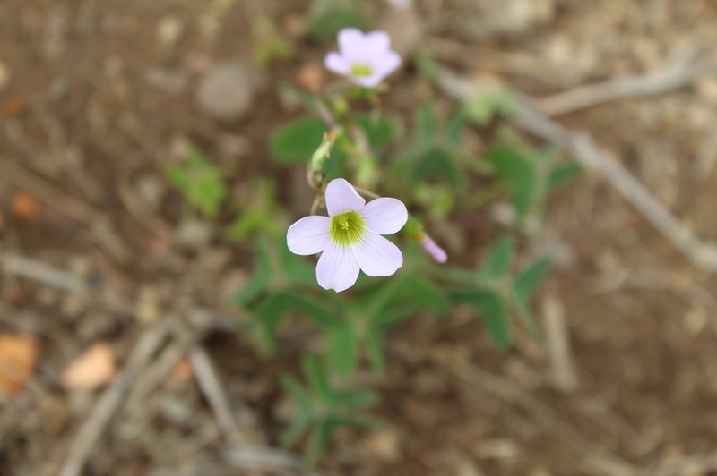 Oxalis cuatrecasasii photo 4