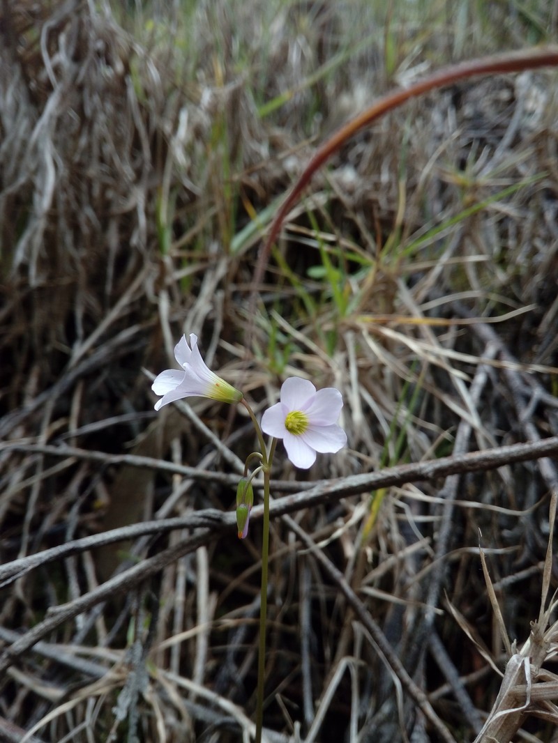 Oxalis cuatrecasasii photo 6