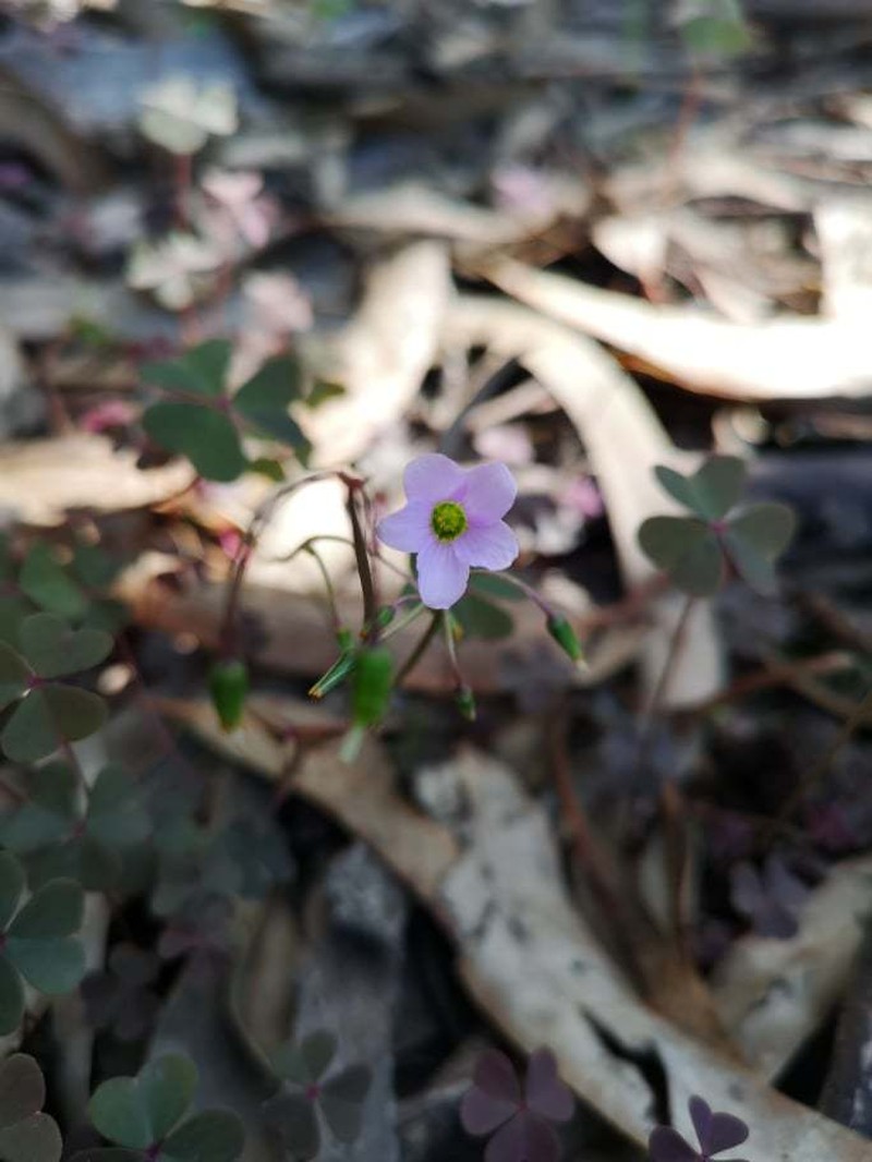 Oxalis cuatrecasasii photo 7