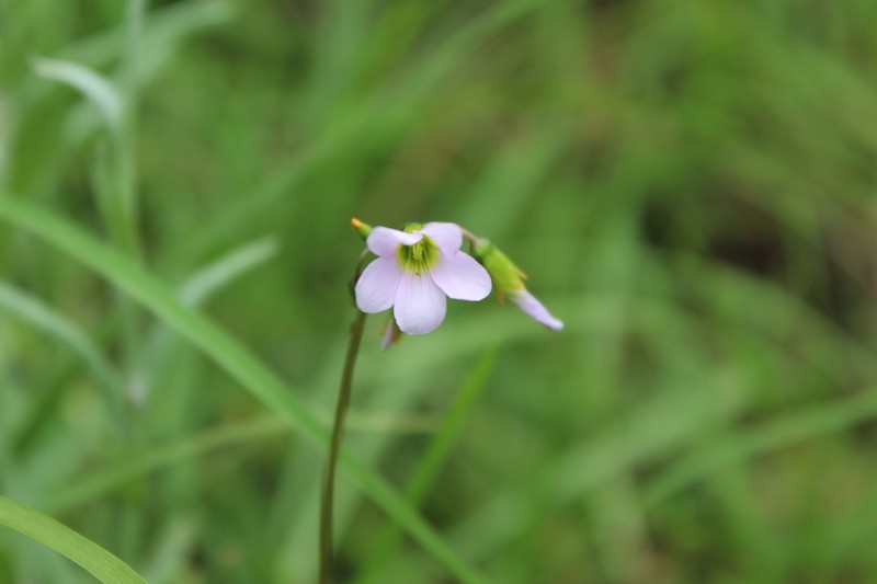Oxalis cuatrecasasii photo 8