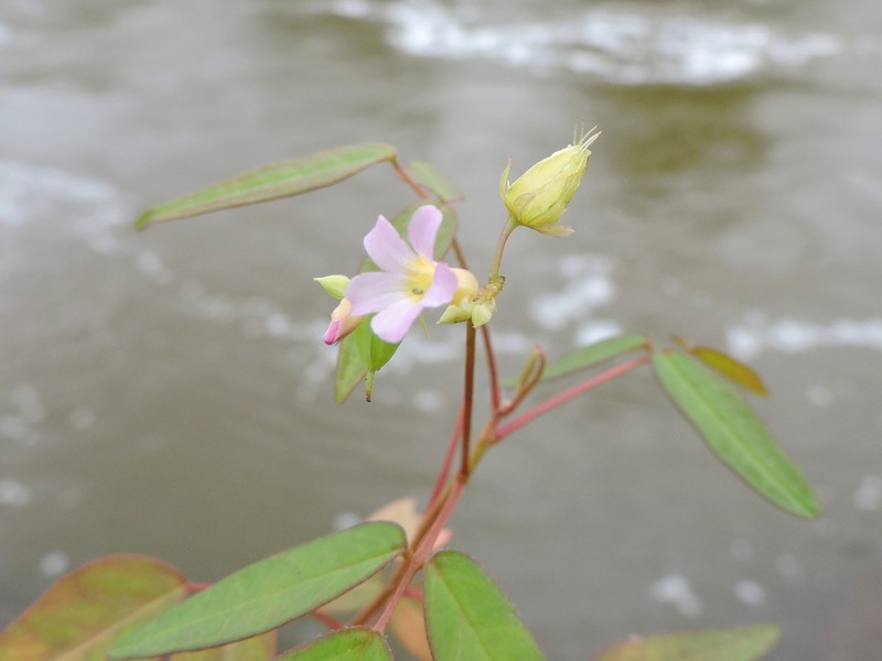 Oxalis cytisoides