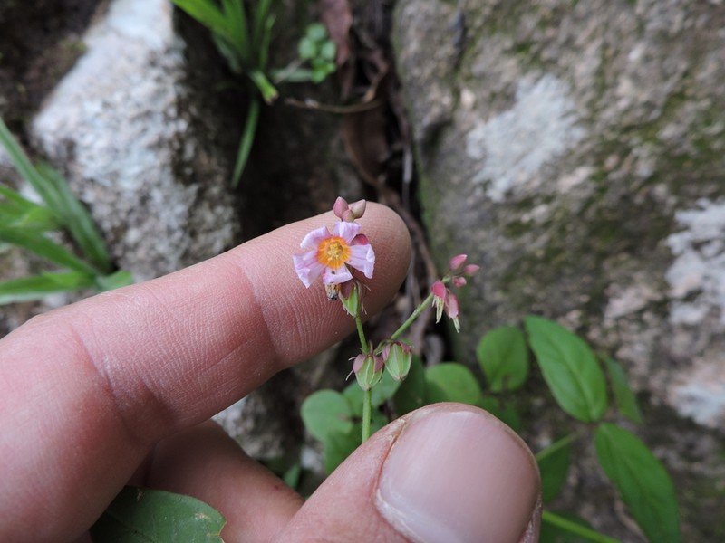 Oxalis cytisoides photo 2