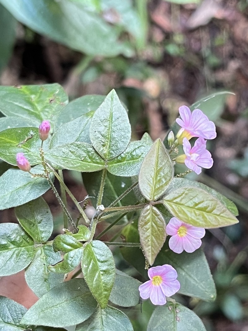 Oxalis cytisoides photo 3