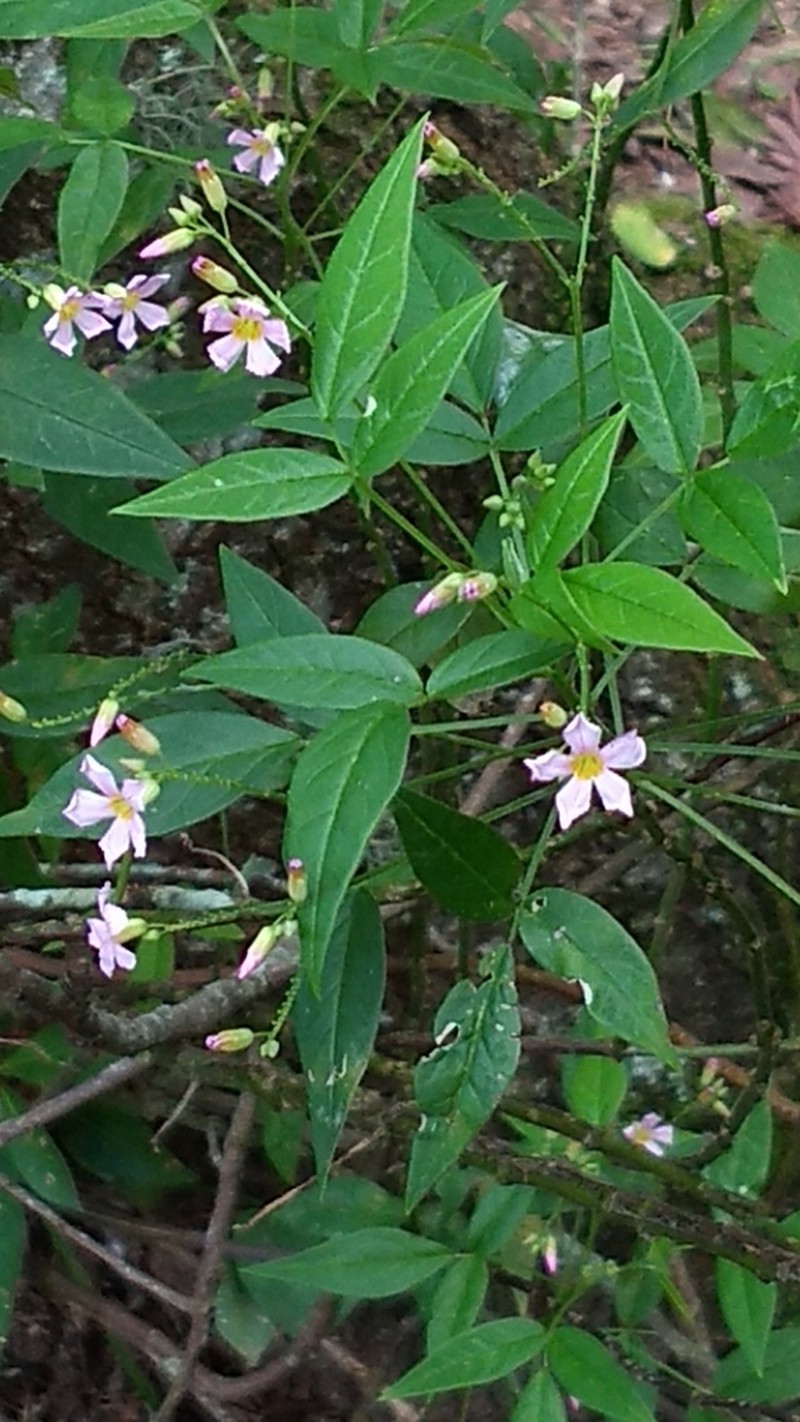 Oxalis cytisoides photo 4