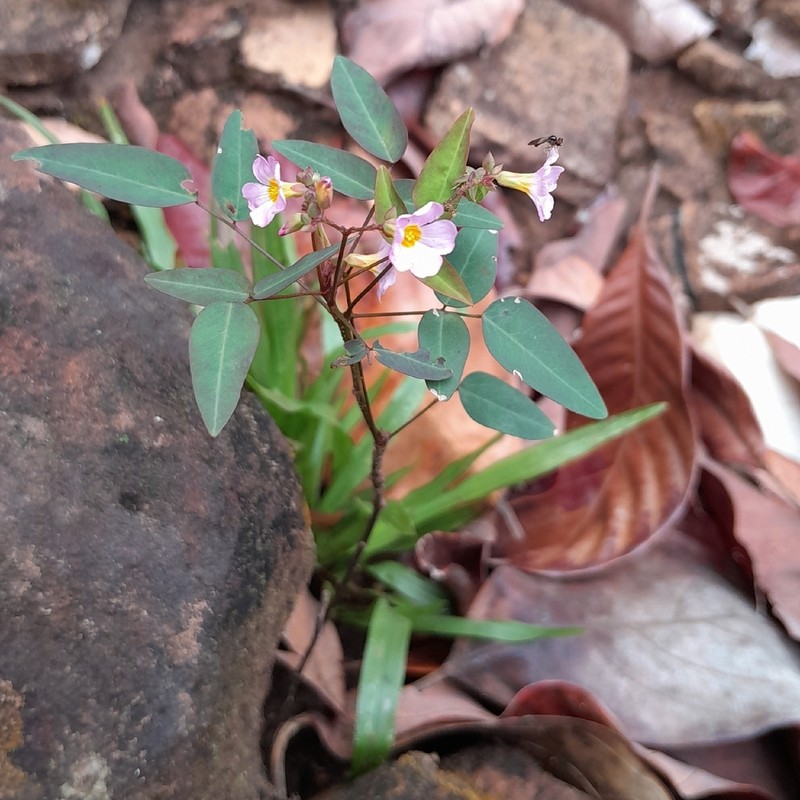 Oxalis cytisoides photo 5