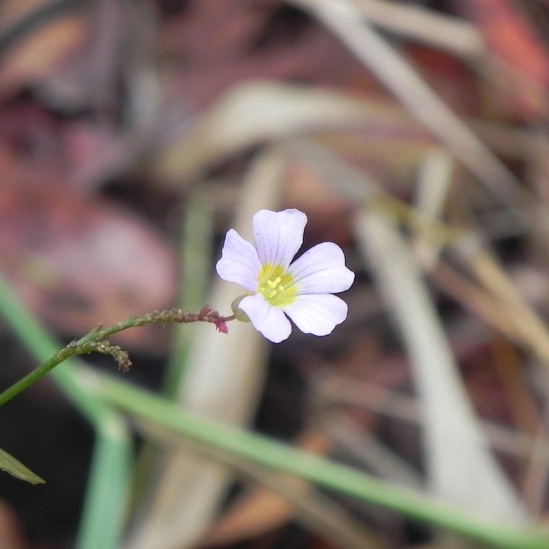 Oxalis cytisoides photo 6