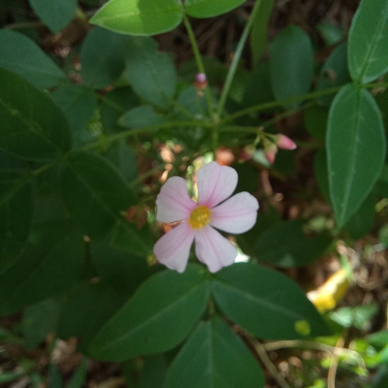 Oxalis cytisoides photo 7