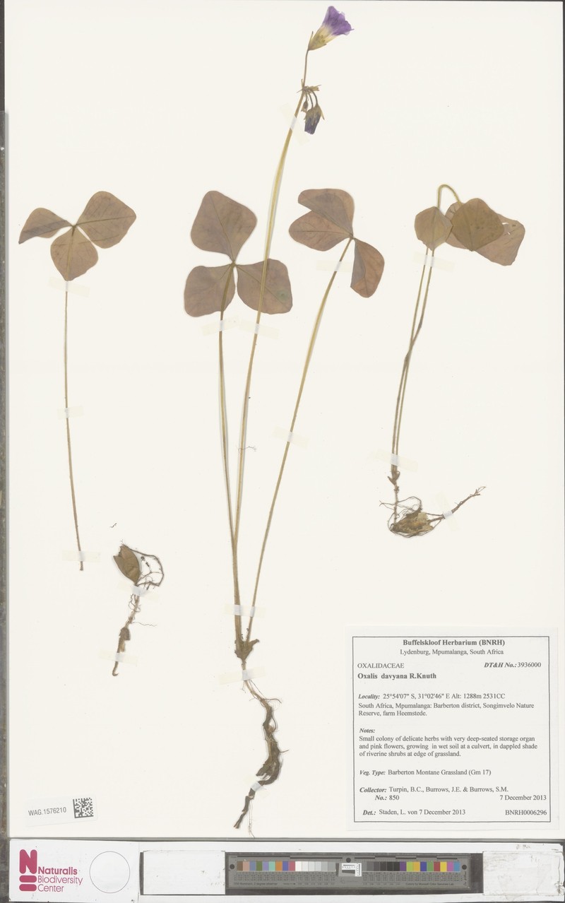 Oxalis davyana photo 3