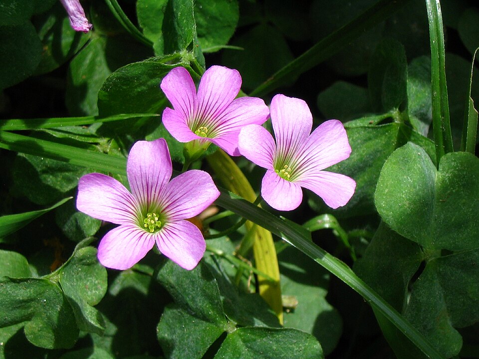 Pink Woodsorrel