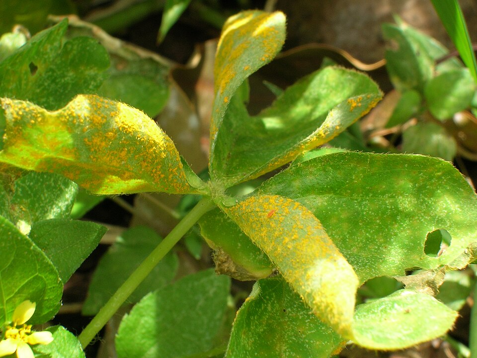 Pink Woodsorrel photo 8