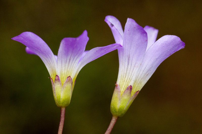 Tenleaf Woodsorrel photo 4