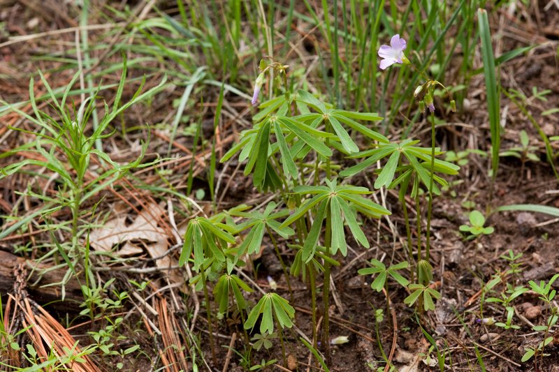 Tenleaf Woodsorrel photo 5
