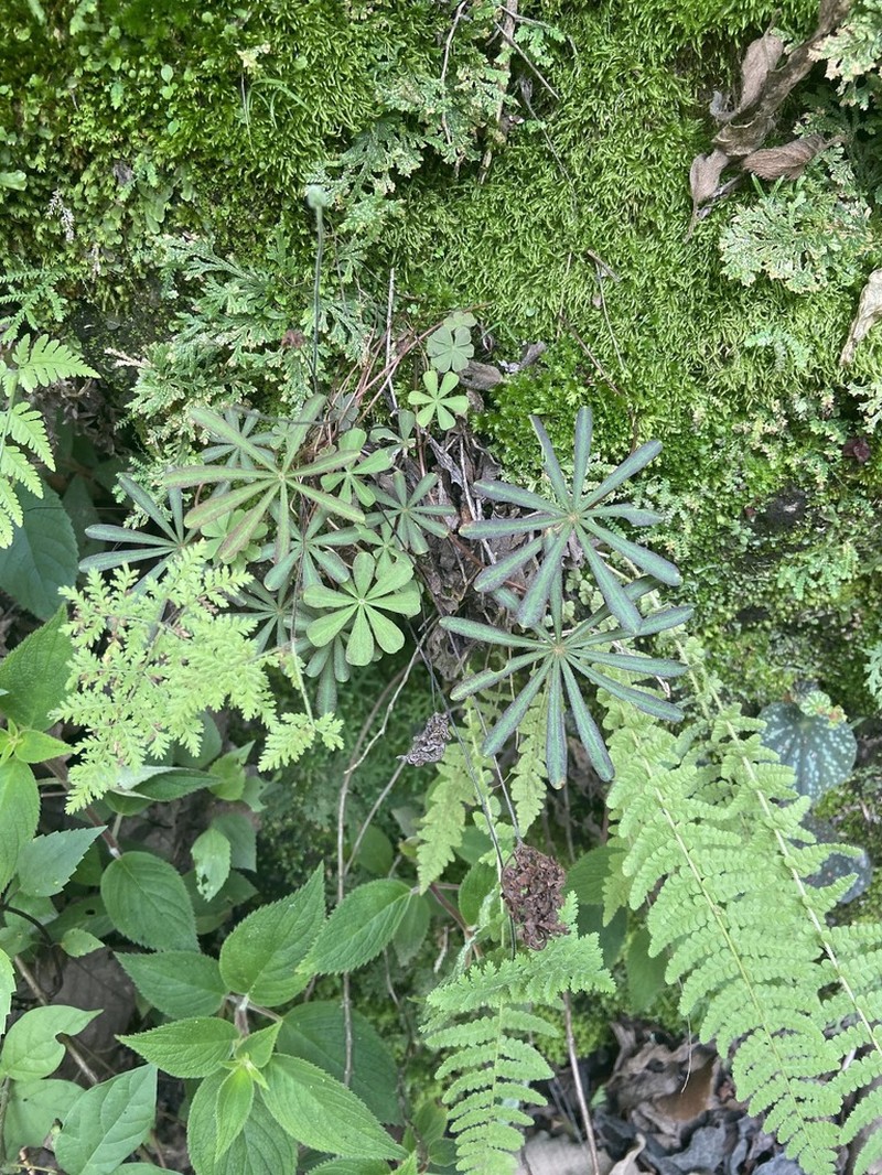 Tenleaf Woodsorrel photo 6