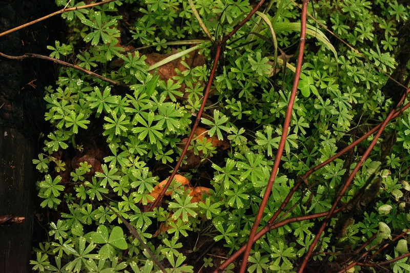 Tenleaf Woodsorrel photo 7