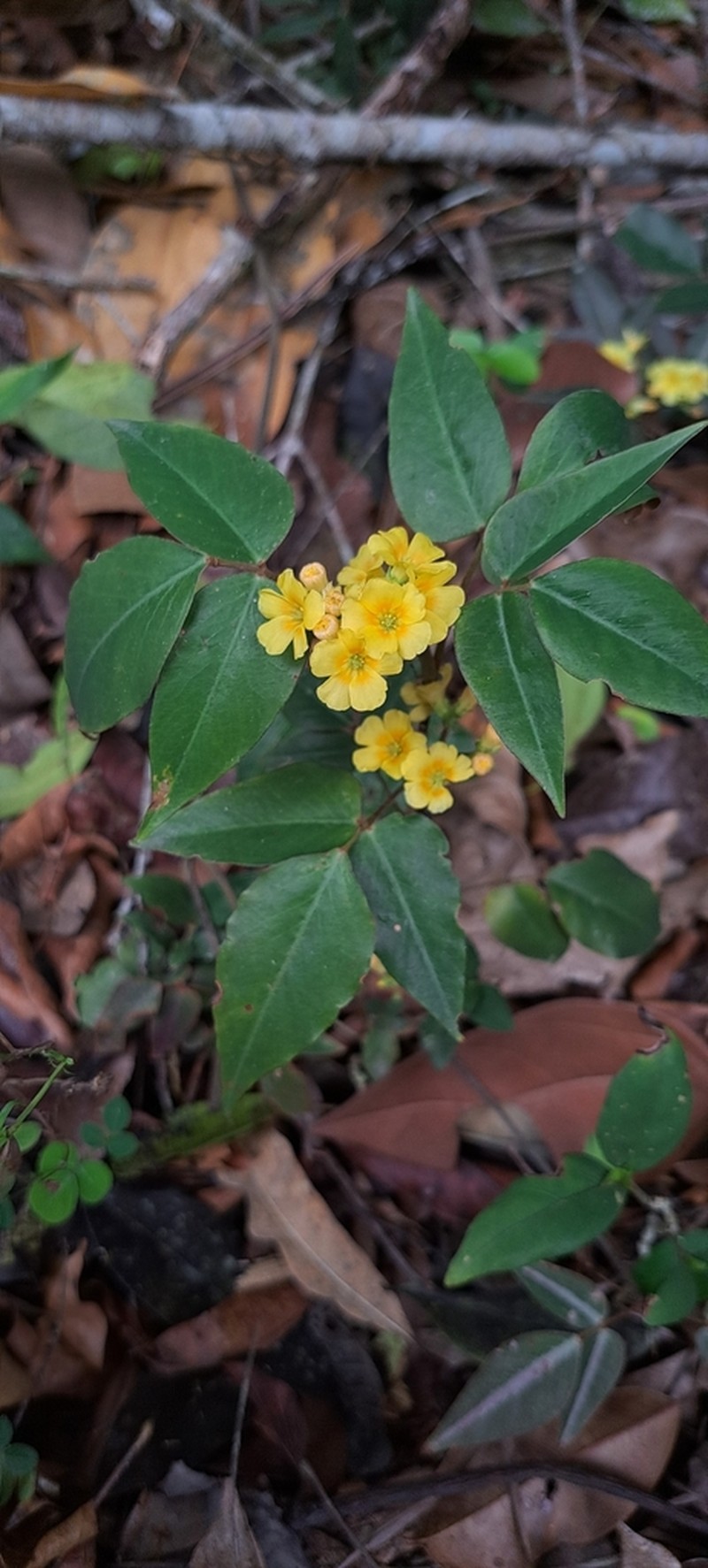 Oxalis decipiens