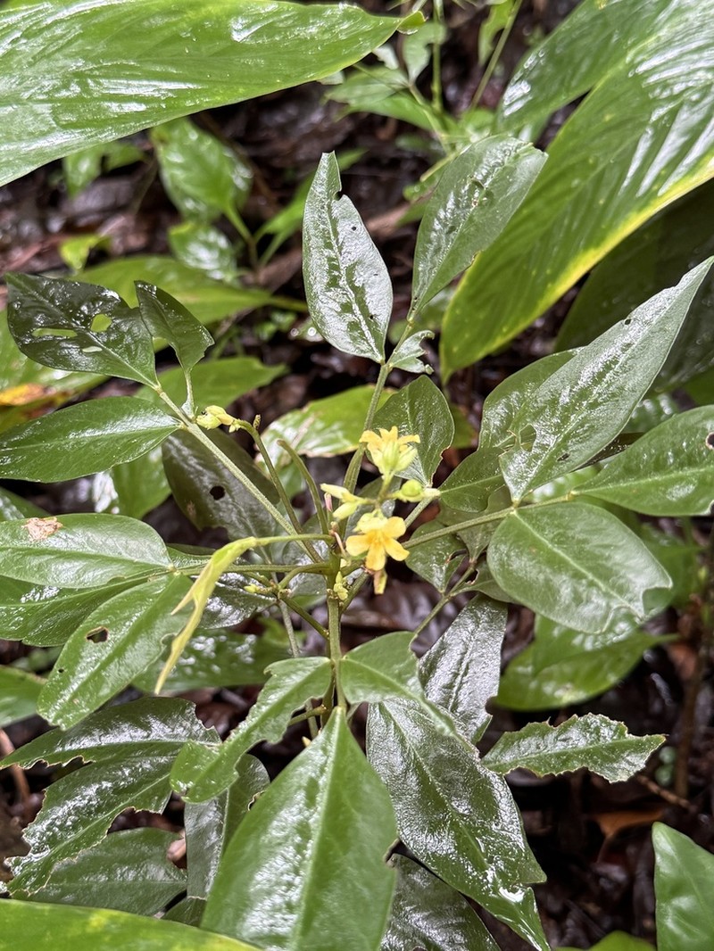 Oxalis decipiens photo 2