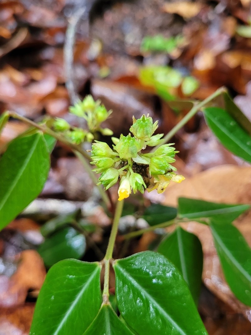 Oxalis decipiens photo 3