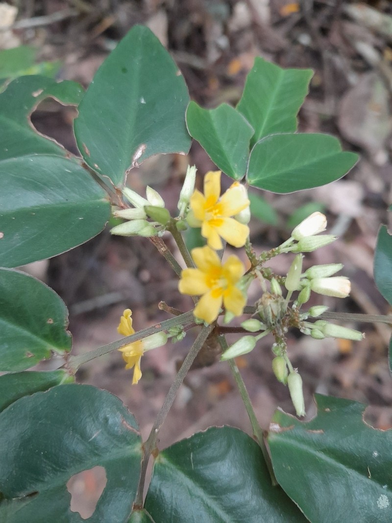 Oxalis decipiens photo 4