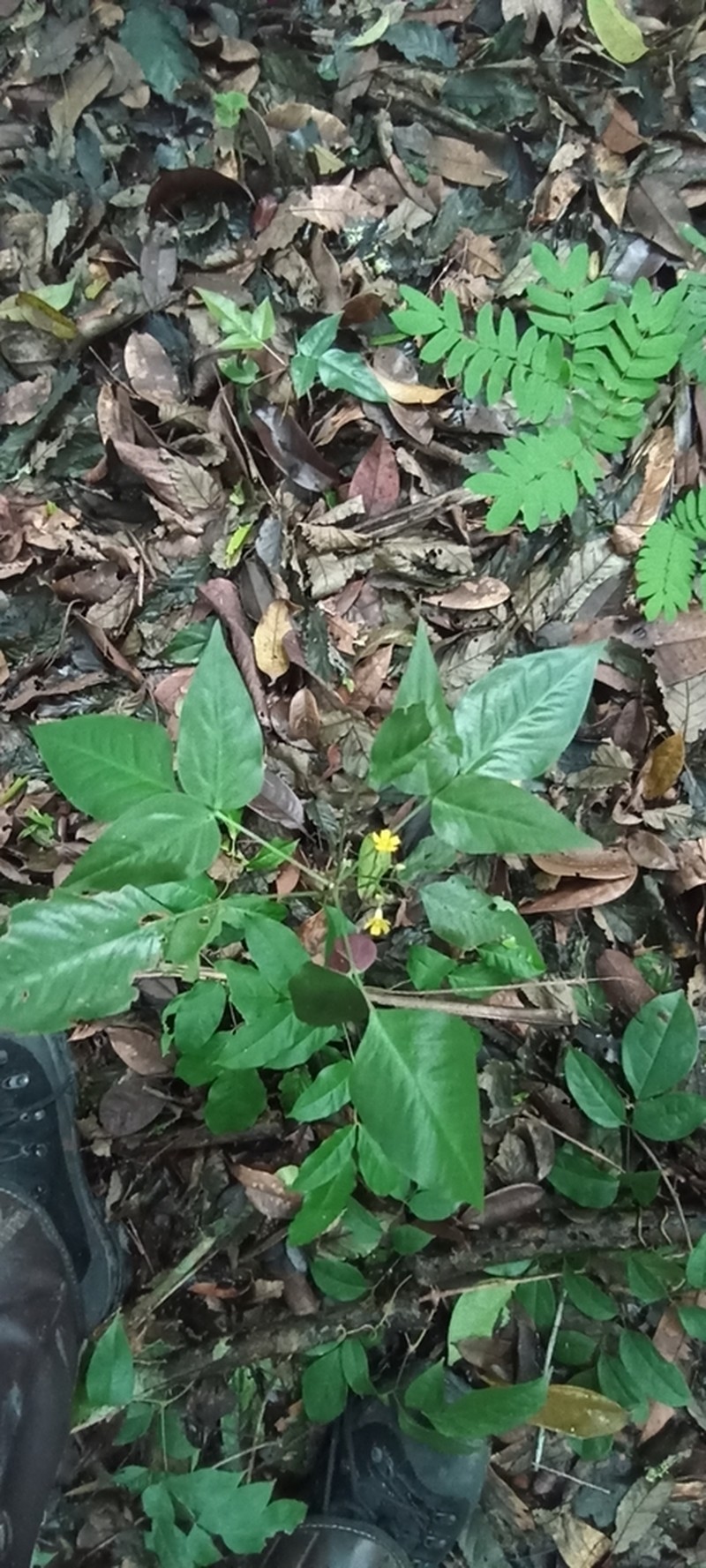 Oxalis decipiens photo 5
