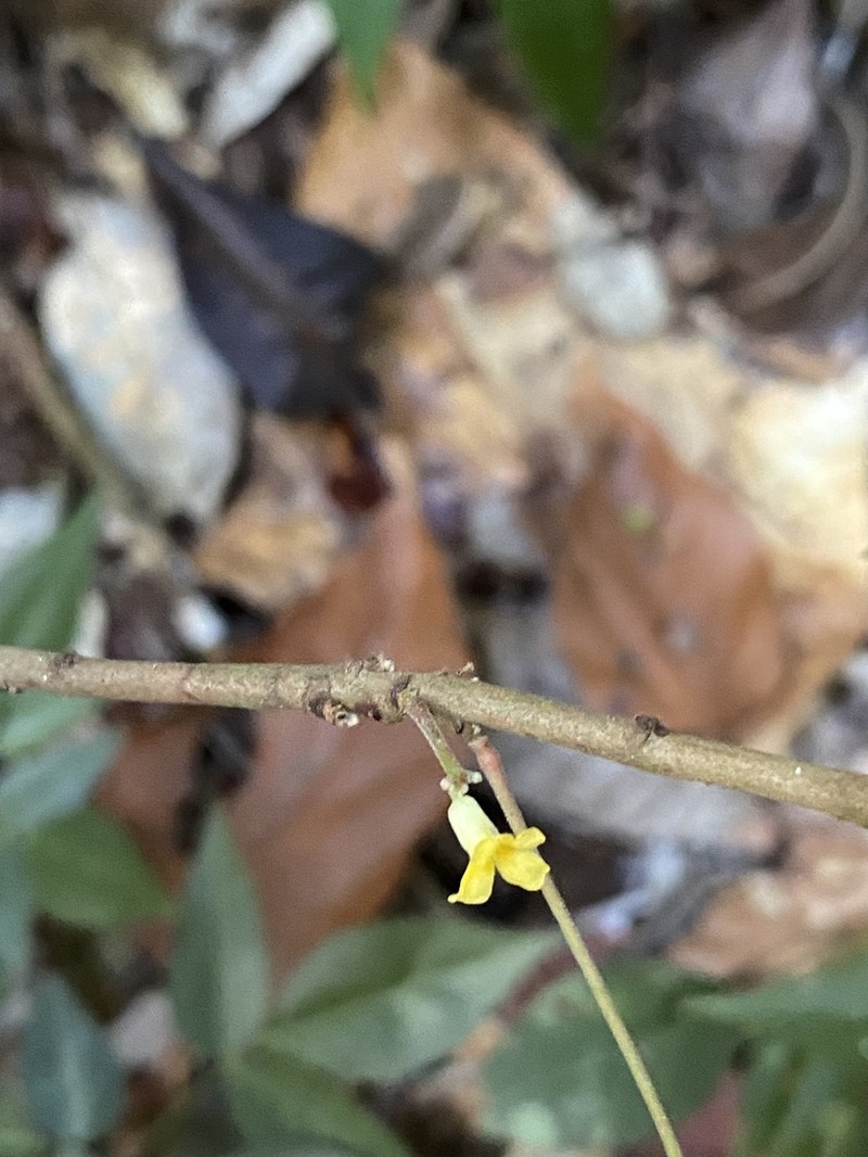 Oxalis decipiens photo 6