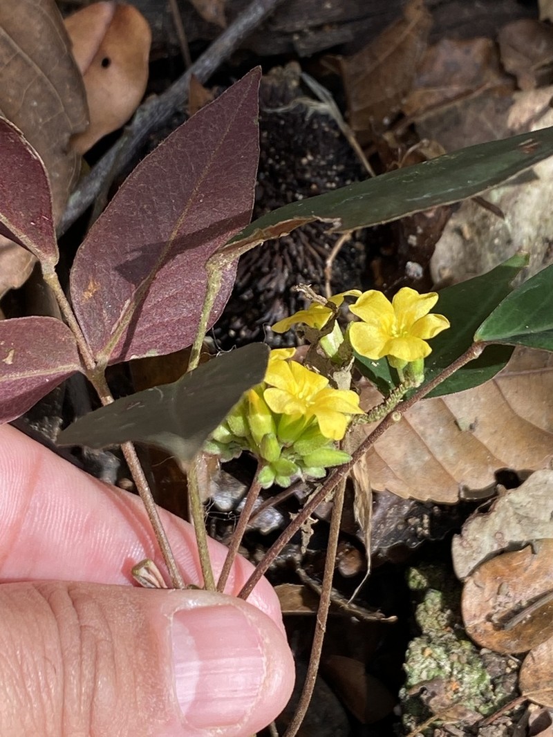 Oxalis decipiens photo 7