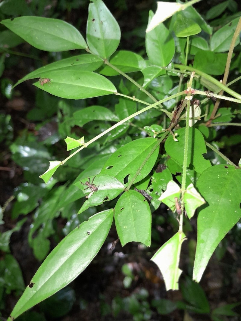 Oxalis decipiens photo 8