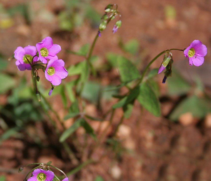 Oxalis dehradunensis
