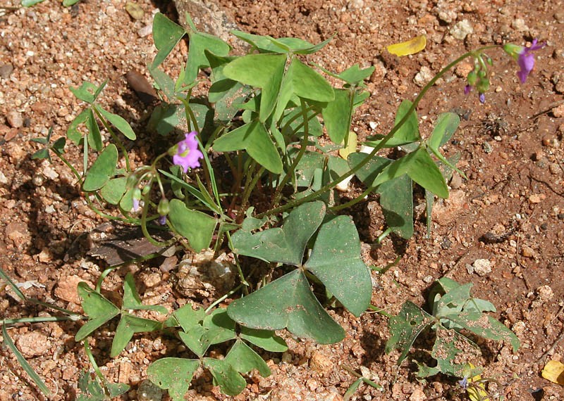 Oxalis dehradunensis photo 2