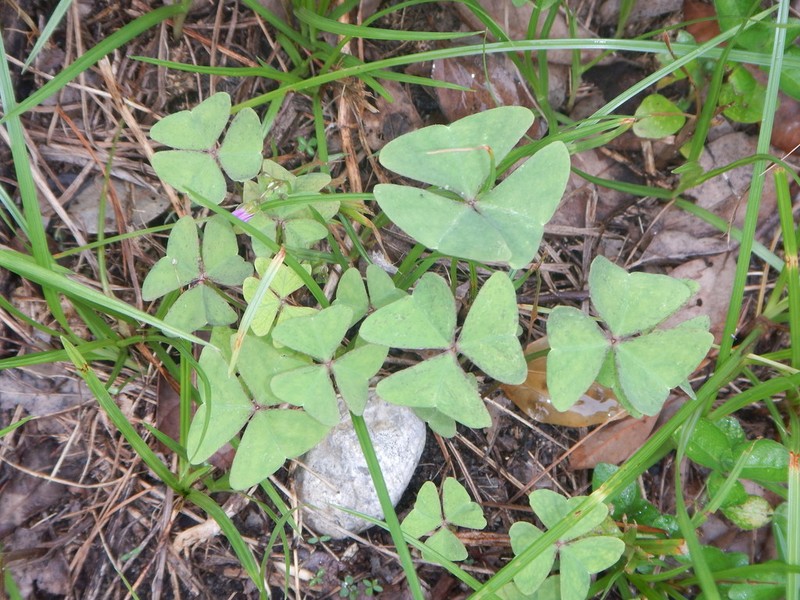 Oxalis dehradunensis photo 3