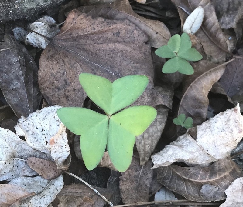 Oxalis dehradunensis photo 4
