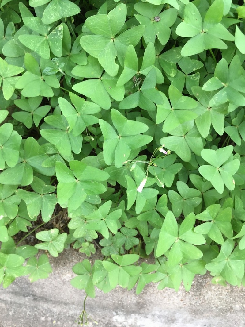 Oxalis dehradunensis photo 5